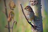 Swamp Sparrow_51188